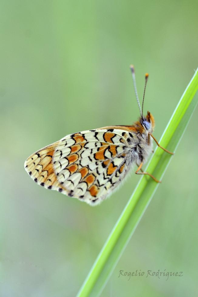 Melitaea